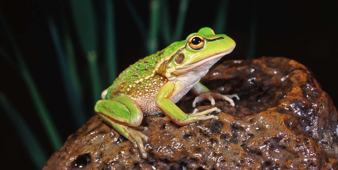 Growling Grass Frog (Litoria raniformis). Credit: Geoff Heard